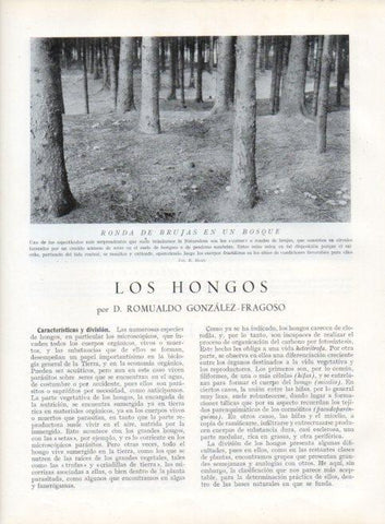LAMINA V13565: Ronda de brujas en un bosque