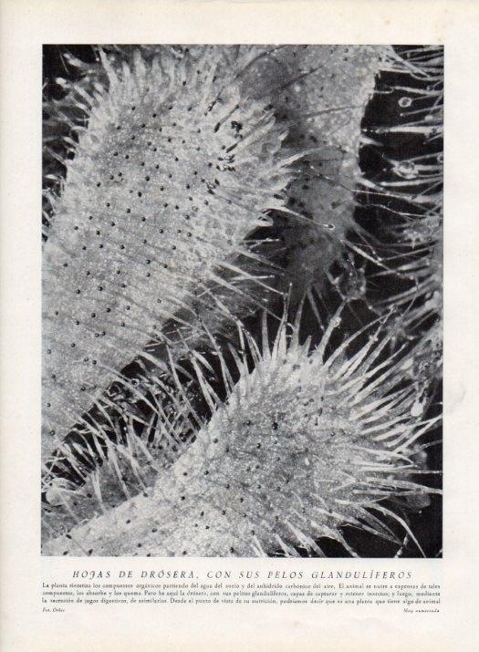 LAMINA V13563: Hojas de drosera con sus pelos glanduliferos