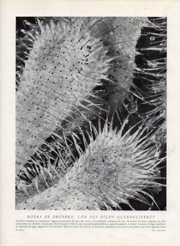 LAMINA V13563: Hojas de drosera con sus pelos glanduliferos