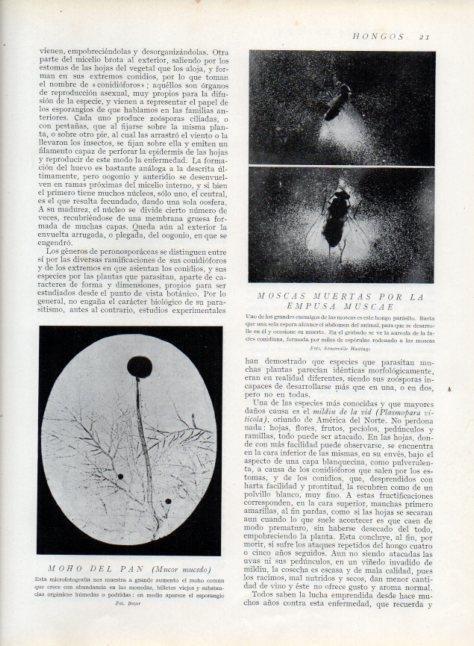 LAMINA V13569: Moscas muertas por la empusa muscae y moho del pan