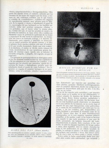 LAMINA V13569: Moscas muertas por la empusa muscae y moho del pan