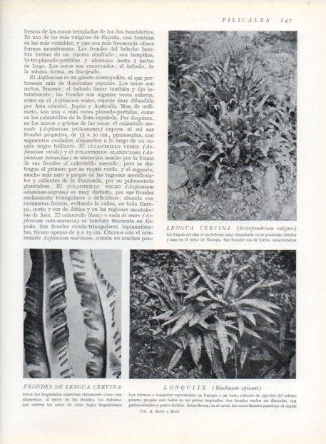 LAMINA V13630: Lengua cervina y Lonquite