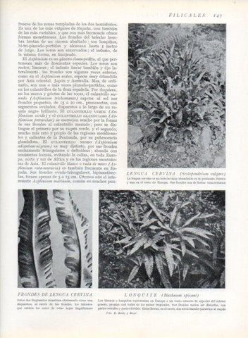 LAMINA V13630: Lengua cervina y Lonquite