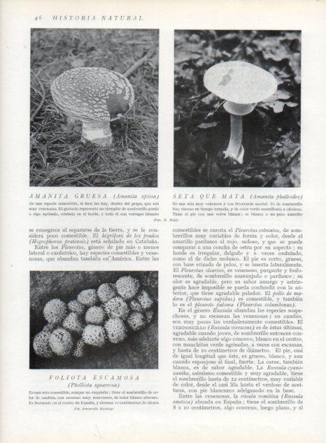 LAMINA V13578: Amanita gruesa, Seta que mata y Foliota escamosa