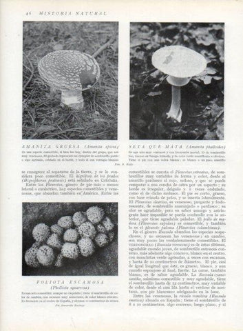 LAMINA V13578: Amanita gruesa, Seta que mata y Foliota escamosa