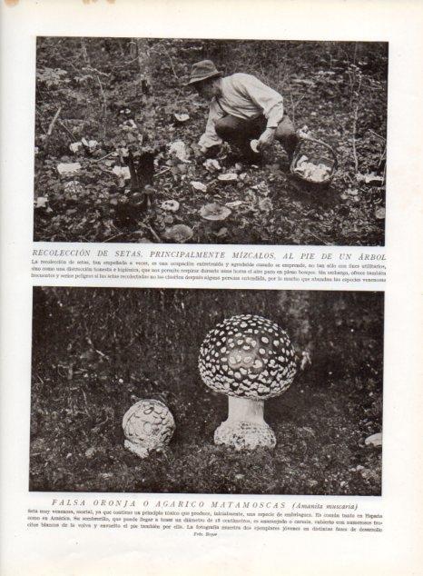 LAMINA V13580: Recoleccion de setas al pie de un arbol y Falsa oronja