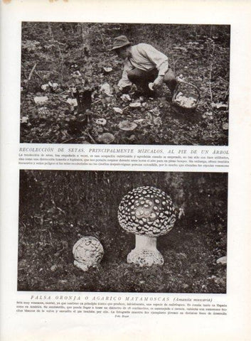 LAMINA V13580: Recoleccion de setas al pie de un arbol y Falsa oronja