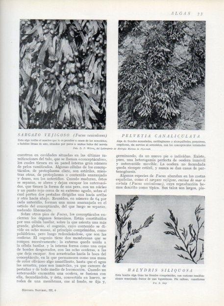 LAMINA V13594: Sargazo vejigoso, Pelvetia Canaliculata y Halydris siliquosa