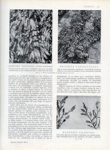 LAMINA V13594: Sargazo vejigoso, Pelvetia Canaliculata y Halydris siliquosa