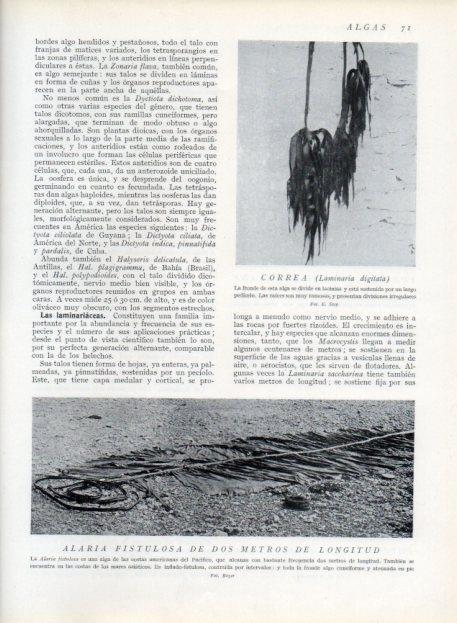 LAMINA V13592: Correa o laminaria digitata y Alaria fistulosa de 2 metros