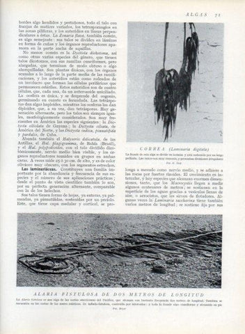LAMINA V13592: Correa o laminaria digitata y Alaria fistulosa de 2 metros
