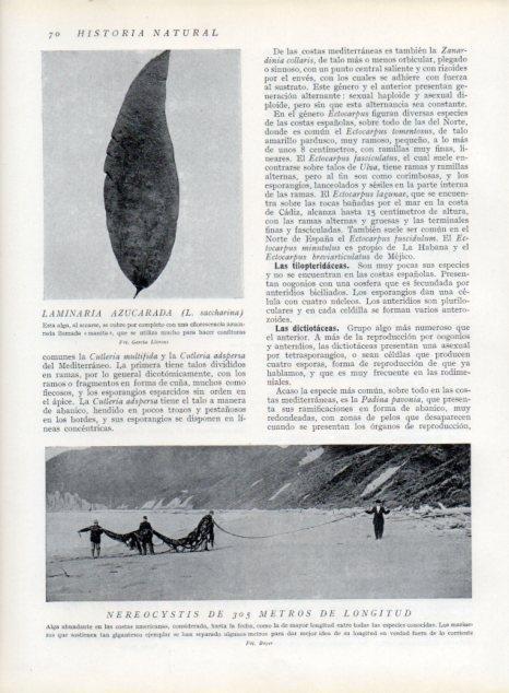 LAMINA V13591: Laminaria azucarada y Nereocystis de 305 metros