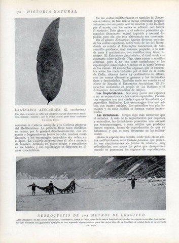 LAMINA V13591: Laminaria azucarada y Nereocystis de 305 metros