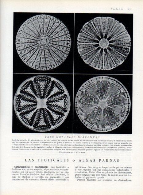 LAMINA V13590: Tres notables diatomeas