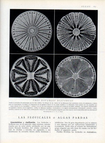 LAMINA V13590: Tres notables diatomeas