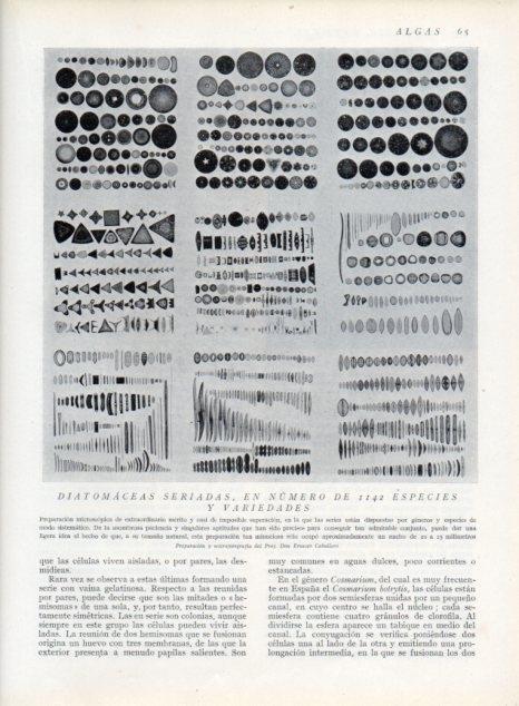 LAMINA V13589: Diatomaceas seriadas 1142 especies