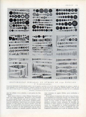 LAMINA V13589: Diatomaceas seriadas 1142 especies