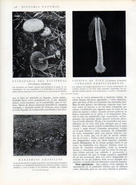 LAMINA V13579: Estrofaria del estiercol, Coprino de pino y Marasmios amarillos