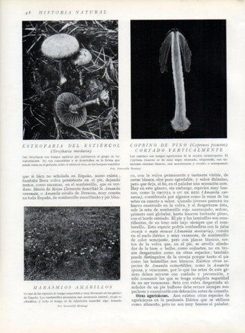 LAMINA V13579: Estrofaria del estiercol, Coprino de pino y Marasmios amarillos