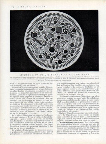 LAMINA V13588: Agrupacion de 415 formas de diatomaceas