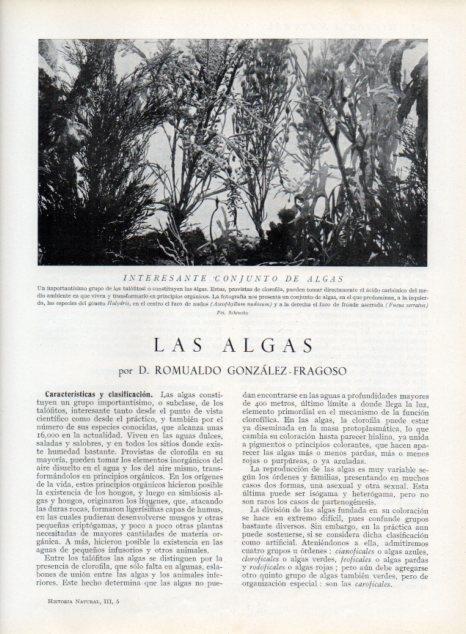 LAMINA V13586: Conjunto de algas
