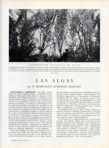 LAMINA V13586: Conjunto de algas