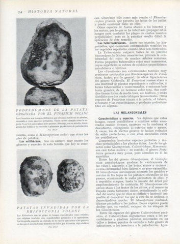 LAMINA V13585: Podredumbre de la patata por fusarium solani