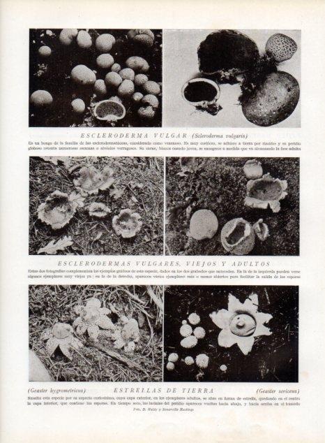 LAMINA V13584: Esclerodermas vulgares y Estrellas de tierra