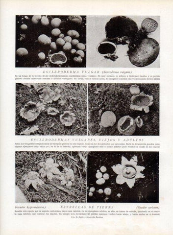 LAMINA V13584: Esclerodermas vulgares y Estrellas de tierra