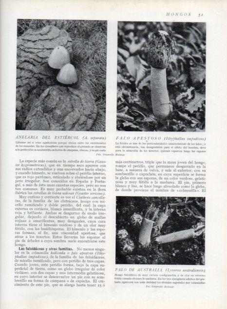 LAMINA V13583: Anelaria del estiercol, Falo apestoso y Falo de Australia