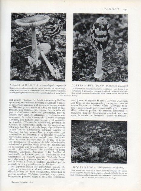 LAMINA V13582: Falsa amanita, Coprino del pino y Dictiofora