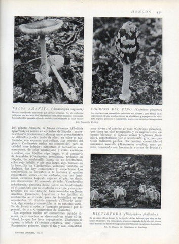 LAMINA V13582: Falsa amanita, Coprino del pino y Dictiofora