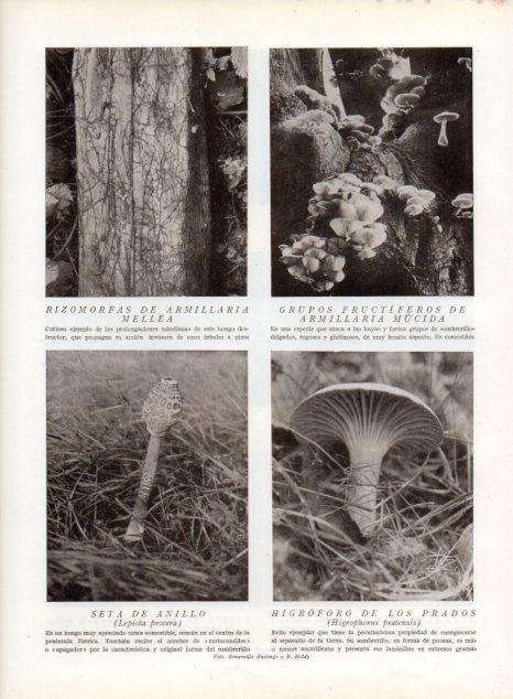 LAMINA V13581: Armillaria mucida, Seta de anillo y higroforo de los prados