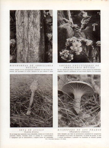 LAMINA V13581: Armillaria mucida, Seta de anillo y higroforo de los prados