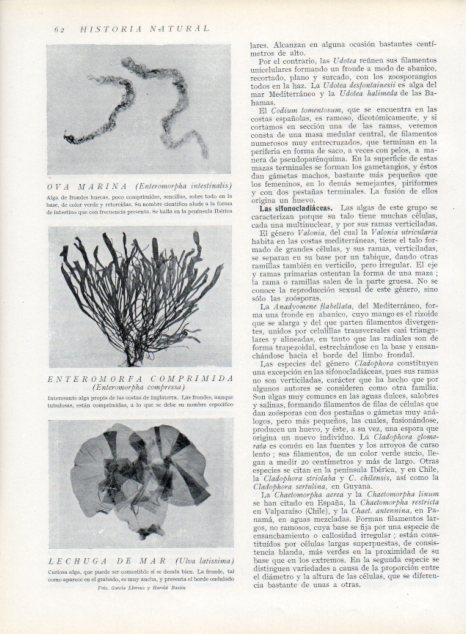 LAMINA V13587: Ova marina, Enteromorfa comprimida y Lechuga de mar
