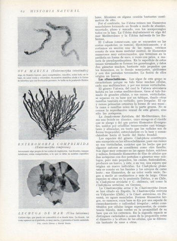 LAMINA V13587: Ova marina, Enteromorfa comprimida y Lechuga de mar