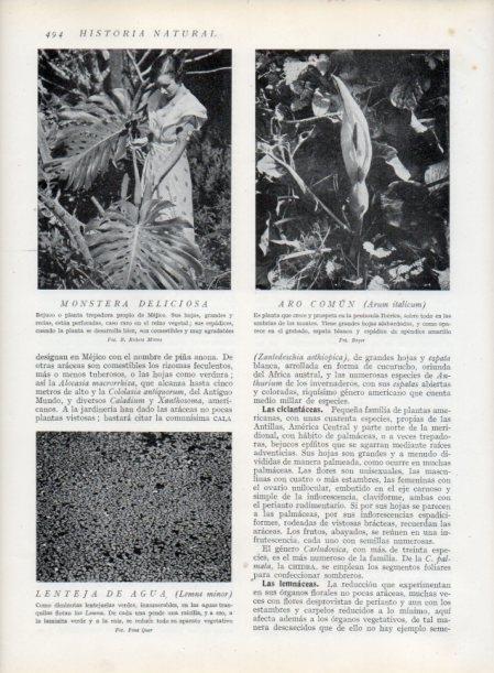 LAMINA V13842: Monstera deliciosa y Aro comun
