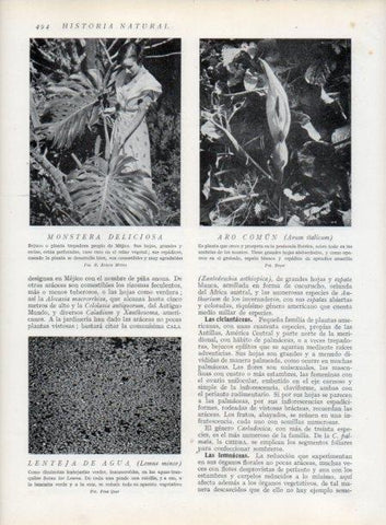 LAMINA V13842: Monstera deliciosa y Aro comun