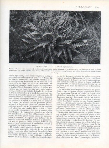 LAMINA V13631: Doradilla 