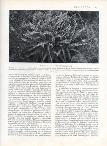 LAMINA V13631: Doradilla 