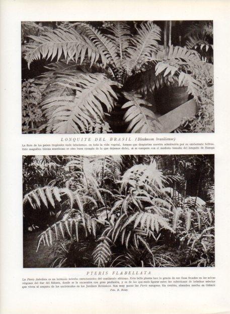 LAMINA V13633: Lonquite del Brasil y Pteris flabellata