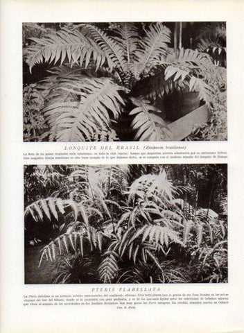 LAMINA V13633: Lonquite del Brasil y Pteris flabellata