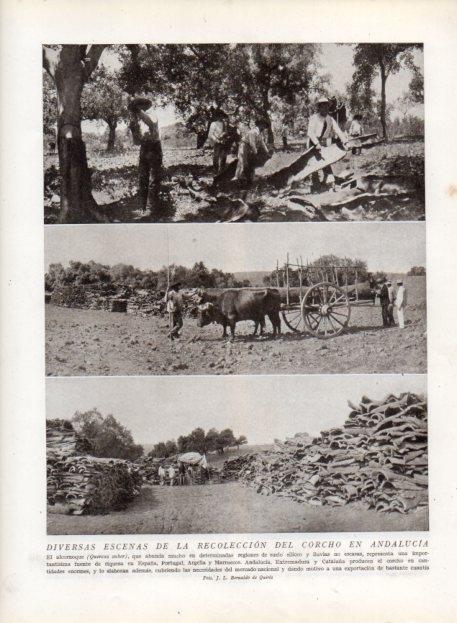 LAMINA V13671: Recoleccion del corcho en Andalucia