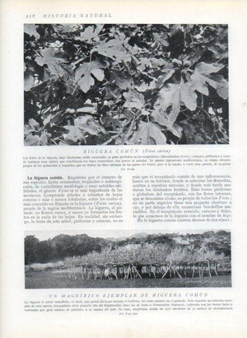 LAMINA V13672: Higuera comun 