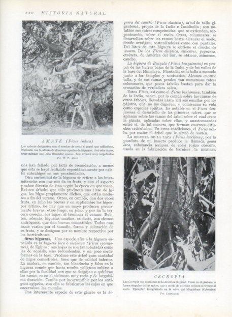 LAMINA V13673: Amate y Cecropia