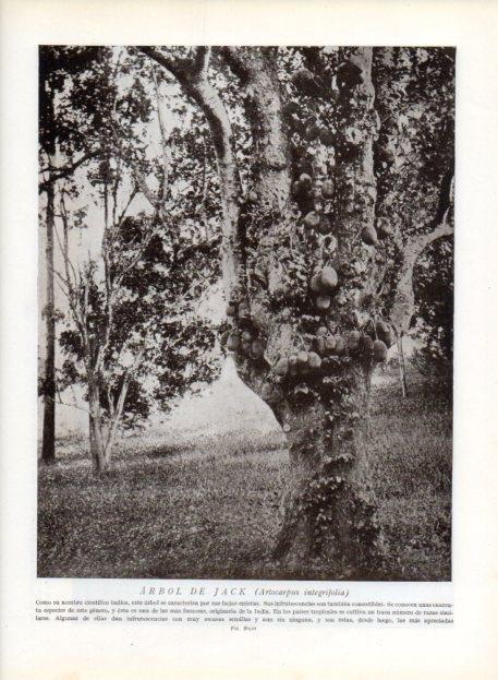 LAMINA V13674: Arbol de Jack