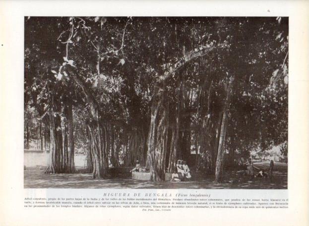 LAMINA V13675: Higuera de Bengala