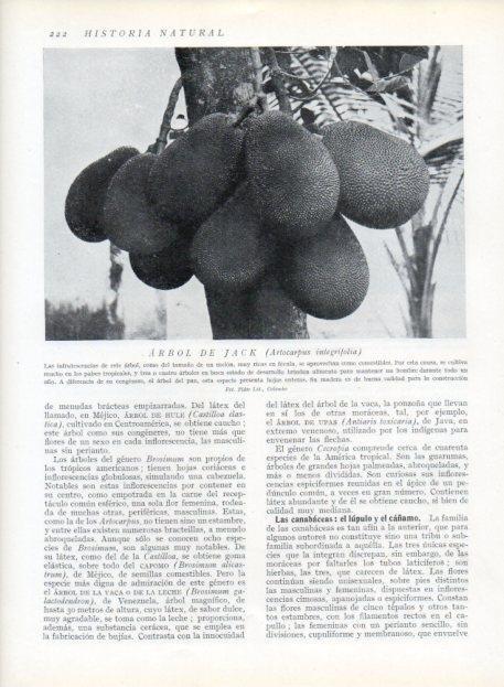 LAMINA V13676: Infrutescencias del arbol de Jack