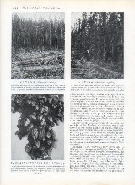 LAMINA V13677: Cañamo, Lupulo y Inflorescencias del lupulo