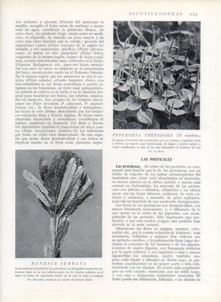 LAMINA V13679: Peperemia trepadora y Banksia serrata
